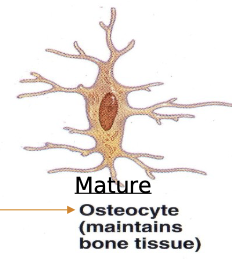<p><span>What do osteocytes do?</span></p>