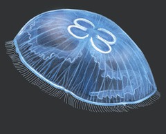 <p>What is the scientific name of the Moon Jellyfish?</p>