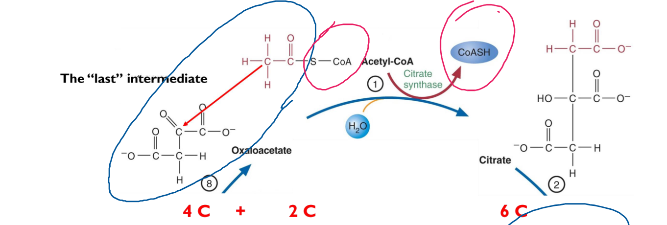 <p><strong>Citrate Synthase </strong>uses the acyl group of Acetyl CoA to nucleophily attack the ketone carbonyl in Oxaloacetate, turning the 4C Oxaloacetate and 2C Acetyl- CoA into <strong>Citrate</strong>. <strong>Requires H2O</strong>. <strong>CoA gets recycled to CoASH</strong>.</p><p>4C+2C→ 6C</p><p>irreversible</p>