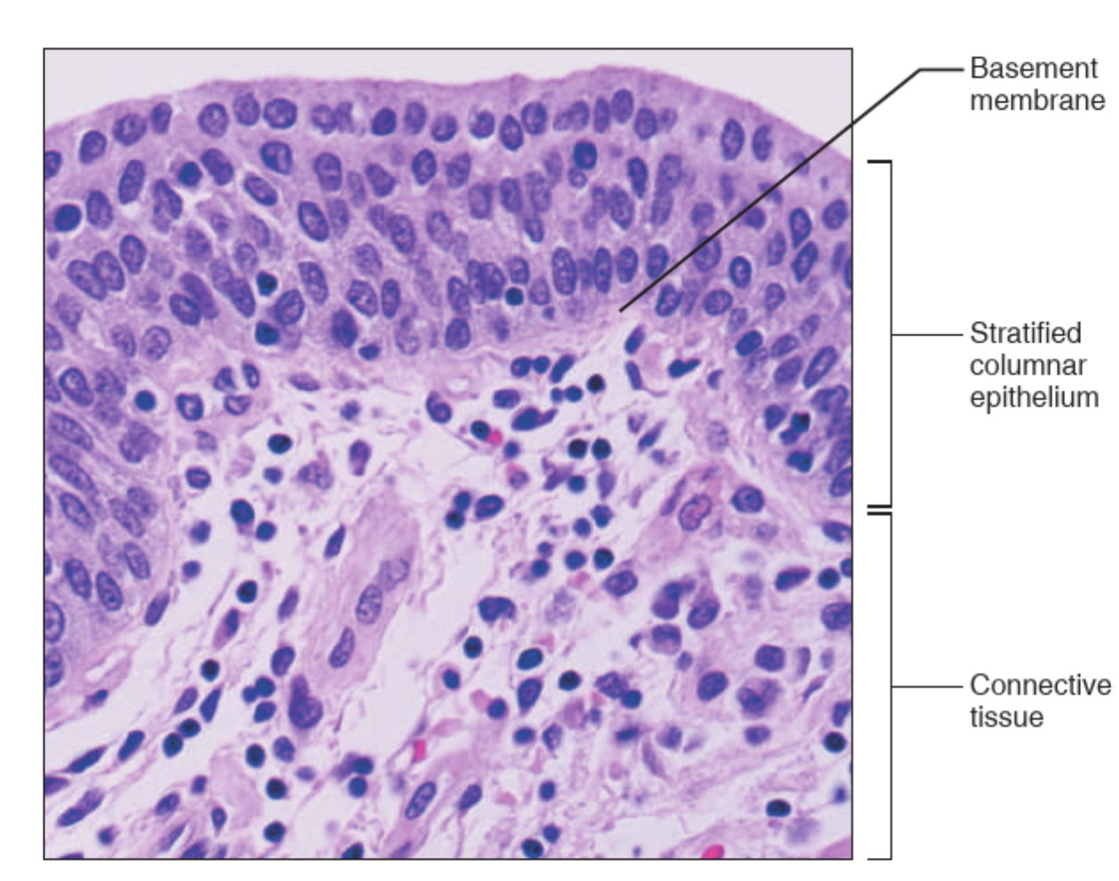 <p>What tissue is this?</p>