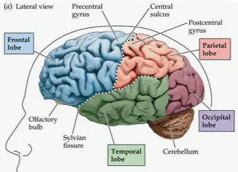 <p><span style="background-color: transparent;">The large lateral region of cortex in each cerebral hemisphere (Hearing, memory, language)</span></p>