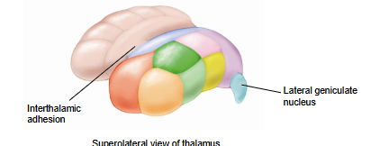 <ul><li><p>small projection off edge of thalamus</p></li></ul><ul><li><p>involved in visual input</p></li></ul><p></p>