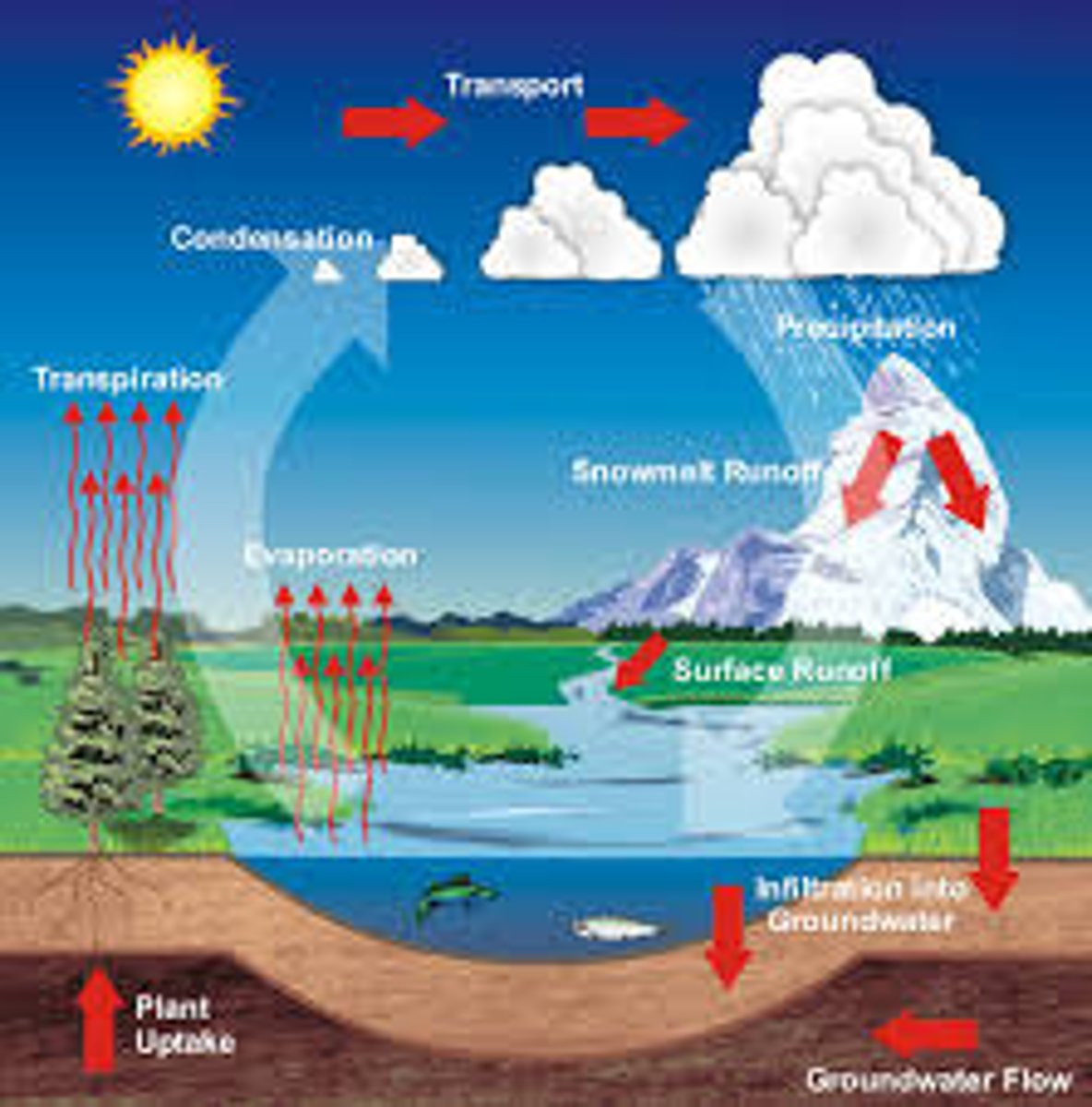 <p>- The cycle of water, the movement of water and its transformation between the gaseous, liquid, and solid forms.</p><p>- Solar radiation drives the cycle.</p><p>- Important terms here: evaporation, transpiration, evapotranspiration, precipitation, sublimation, groundwater, run-off, melting.</p>