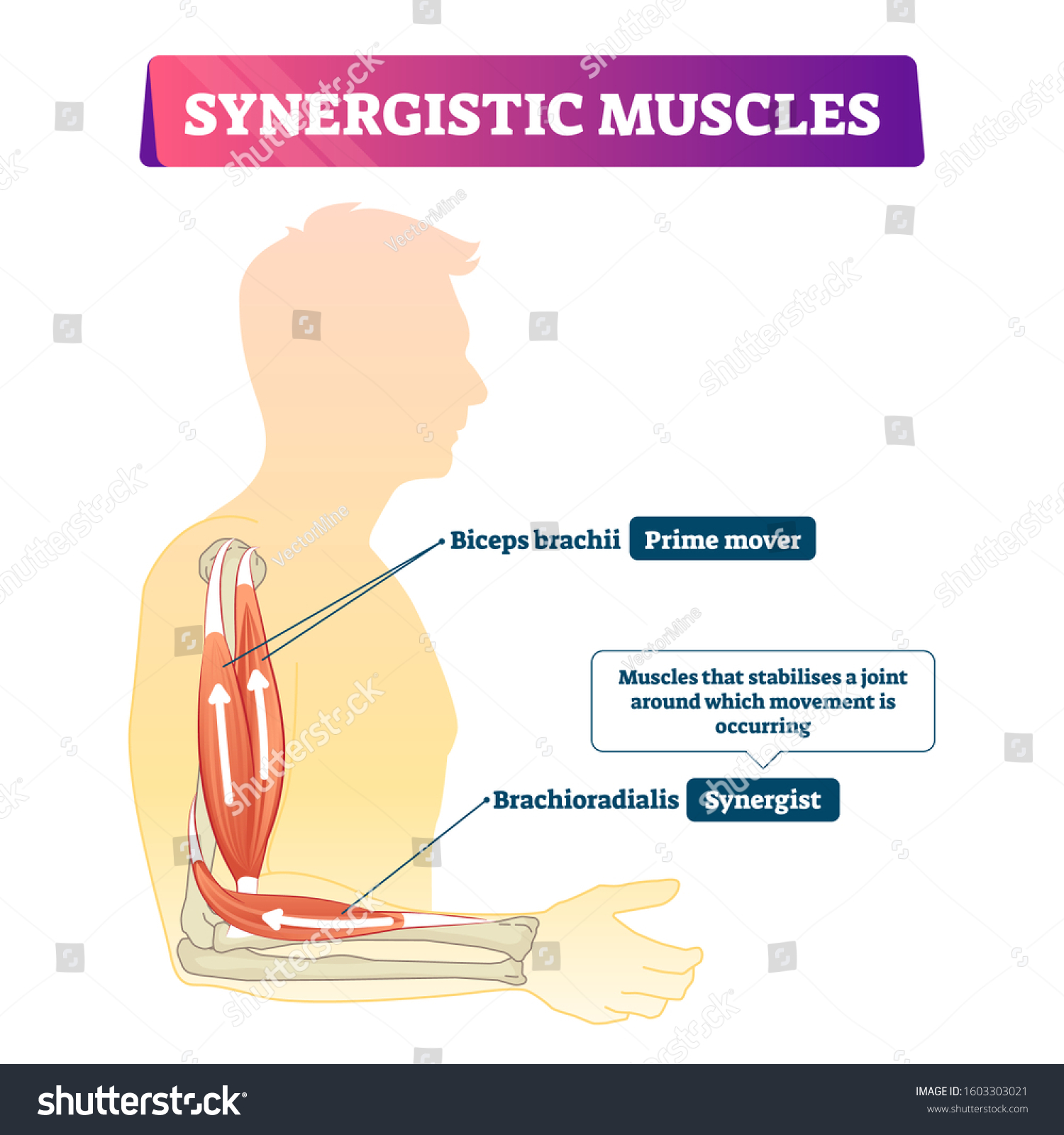 <p>Synergist </p>