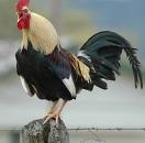 <p>A noisy male farm chicken that crows when the sun comes up is a _____.</p>