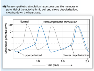 <p>slows heart rate (parasympathetic) by activating muscarinic cholinergic receptors that influence K+ and Ca2+ channels in pacemaker cells <br>→ increased K+ permeability (hyperpolarizes cell)</p><p>→ decreased Ca2+ permeability (slows rate of depolarization)</p>