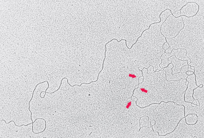 <p>selective denaturation of sequences unusually rich in A=T base pairs to provide landmarks along the DNA mlc. Generates a reproducible pattern of single-strand bubbles. At the bubbles, replication occurs bidirectionally, speeding up replication. </p>