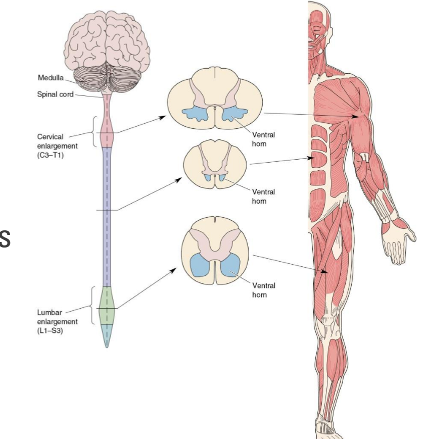 <p>Not an even distribution</p><ul><li><p>Cervical enlargement (C3-T1)</p></li><li><p>Lumbar enlargement (L1-S3) </p></li></ul><p>These areas contain most of the motor neurons for distal and proximal muscles </p><p></p>