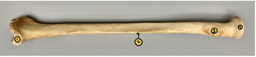 <p>1</p>
