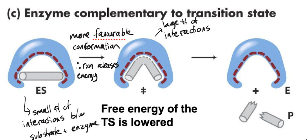 <p>The active site binds to the transition state better than to the substrate, forcing a preferential transition state stabilization that will push the substrate to distort to the transition state, lowering free energy. This releases energy, offsetting the energy needed to reach the transition state</p>