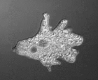 <p>= shape and movement of cells </p><p></p>