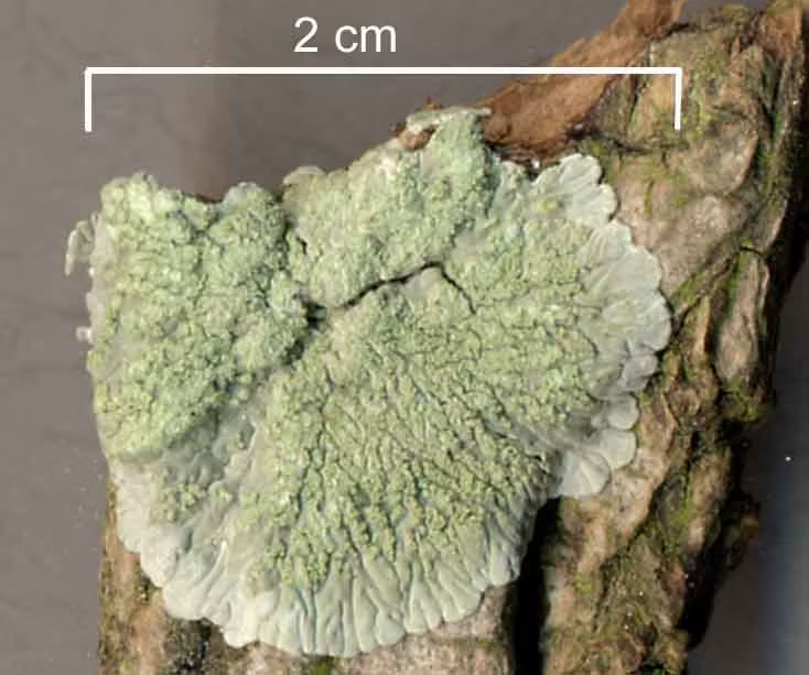 <p>what is this a picture of </p>