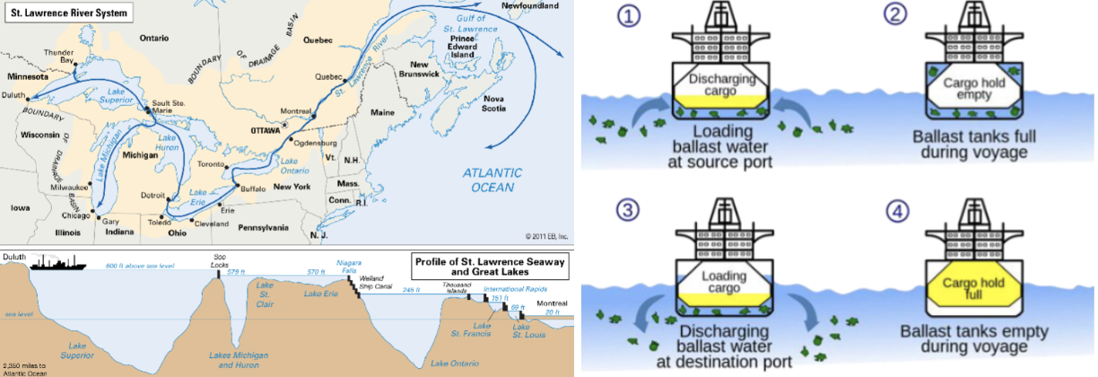 <ul><li><p><span>180+ non-native species established since European settlement</span></p><ul><li><p><span style="background-color: transparent;">More invasive species than any other freshwater water body in the world</span></p></li></ul></li><li><p><span>Primary Vector</span><span style="background-color: transparent;">- ballast water discharge from oceangoing vessels transiting the St Lawrence Seaway</span></p><ul><li><p><span style="background-color: transparent;">Ballast water- chambers in boats that fill with and empty water, helps with weight distribution/stability </span></p></li><li><p><span style="background-color: transparent;">Carry veligers (larvae) and adult organisms</span></p></li><li><p><span style="background-color: transparent;">Opened in 1959</span></p></li><li><p><span style="background-color: transparent;">Primary modern entry route</span></p></li></ul></li><li><p><span>Dreissenid mussels ranked most impactful (#1 and #2)</span></p><ul><li><p><span style="background-color: transparent;">Usually spread in veliger form</span></p></li><li><p><span style="background-color: transparent;">Zebra Mussel- first spotted in 1988 in Lake St Clair</span></p></li><li><p><span style="background-color: transparent;">Quagga Mussel- first documented in 1989, more cold tolerant and can colonize deeper water- ended up outcompeting zebra mussels</span></p></li></ul></li><li><p><span>Other Major Invaders</span><span style="background-color: transparent;">- sea lamprey, round goby, Asian carp, Eurasian water milfoil</span></p></li></ul><p></p>