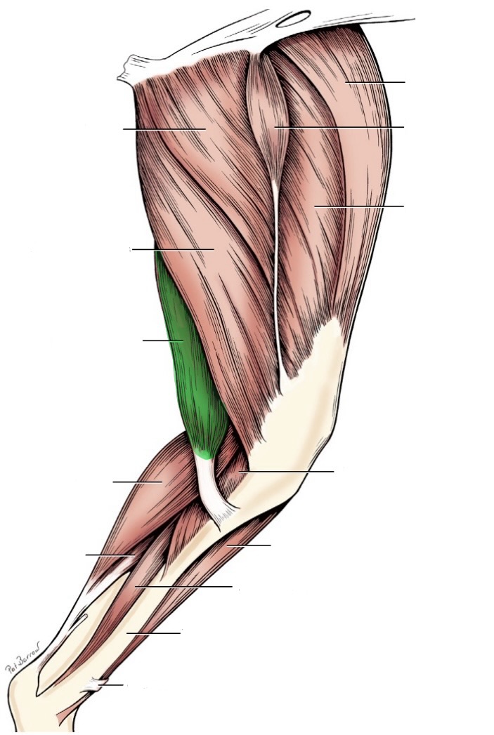 <p>action- extend hip &amp; hock, flex stifle</p><p>origin- ischiatic tuberosity</p><p>insertion- cranial tibia &amp; tuber calcanei</p><p>innervation- sciatic n</p>