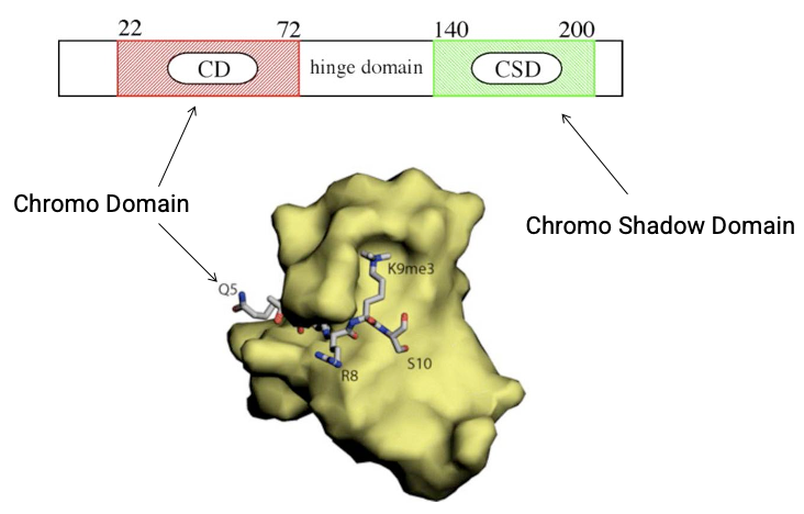 <p>Two key domains</p><ol><li><p>N-term chromodomain (CD)</p></li></ol><ul><li><p>reader</p></li><li><p>recognizes repressive histone marks H3K9me3</p></li></ul><ol start="2"><li><p>C-term chromoshadow domain (CSD)</p></li></ol><ul><li><p>protein-protein interaction</p></li><li><p>recruits additional repressive machinery</p></li></ul><p></p>