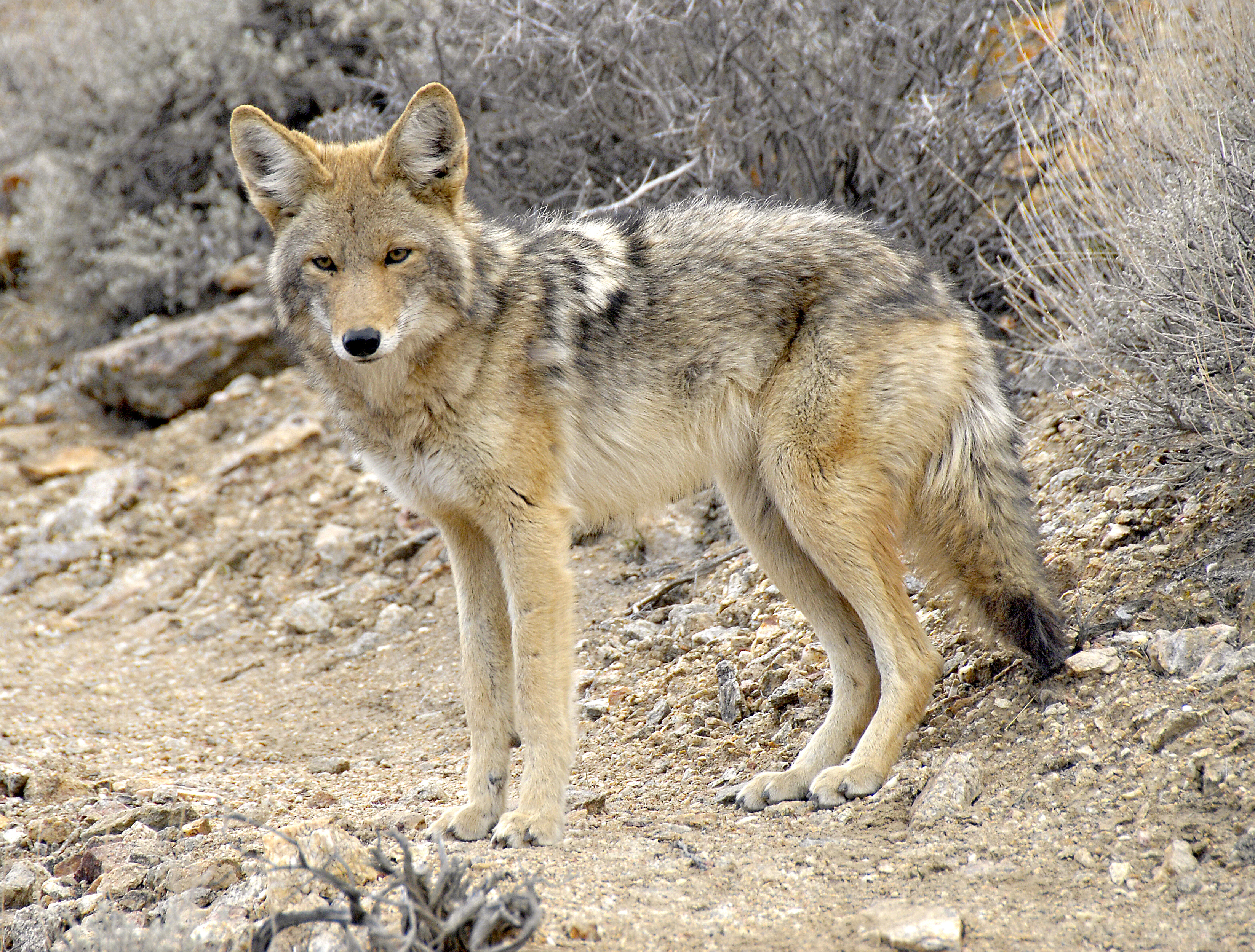 <p>Coyote</p>