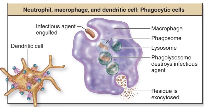 <p>Phagocytic cells</p>