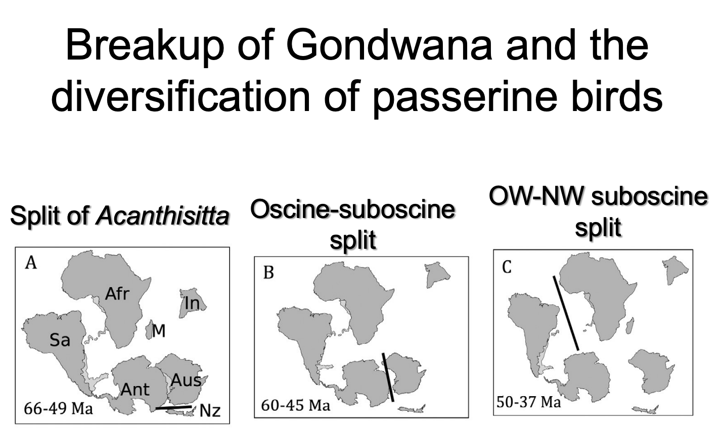<p>Late Paleogene (66 – 49 Ma) </p><ul><li><p>New Zealand - Acanthisitta </p></li></ul><p>Early Eocene (60 – 45 Ma) </p><ul><li><p>oscine/subsoscine split </p></li></ul><p>Later Eocene (50 – 37 Ma) </p><ul><li><p>NW and OW Suboscine split</p></li></ul><p></p>