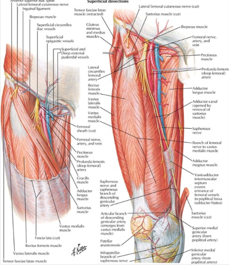 <ul><li><p>gluteus maximus is superficial to gluteus medius which is superficial to gluteus minimus</p></li><li><p>popliteal vein is flat while popliteal artery is round</p></li><li><p>sciatic nerve splits into the tibial nerve and common peroneal nerve</p></li></ul><p></p>