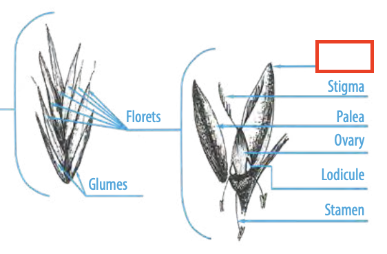 <ul><li><p><span><span>One of the specialized larger, outer bracts around the floret in grasses</span></span></p></li></ul><p></p>