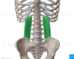<p>Origin : Ilium</p><p>Insertion: Vertebrae &amp; last rib</p><p>Action: Flex Vertebrae column </p>