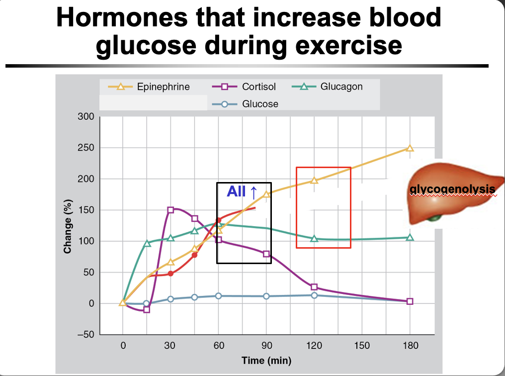 <p>Prolonged exercise → risk of hypoglycemia → ↑ counterregulatory hormones:</p><ul><li><p>↑ epinephrine</p></li><li><p>↑ glucagon</p></li><li><p>↑ cortisol</p></li></ul><p>These hormones → ↑ hepatic glucose output (glycogenolysis + gluconeogenesis) → maintain/↑ blood glucose during exercise</p>