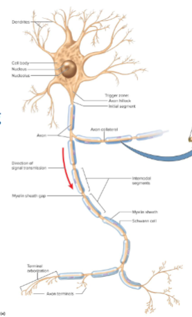 <p>primary sites for receiving signals from other neurons; contain smaller protrusions called <strong>dendritic spines</strong></p>