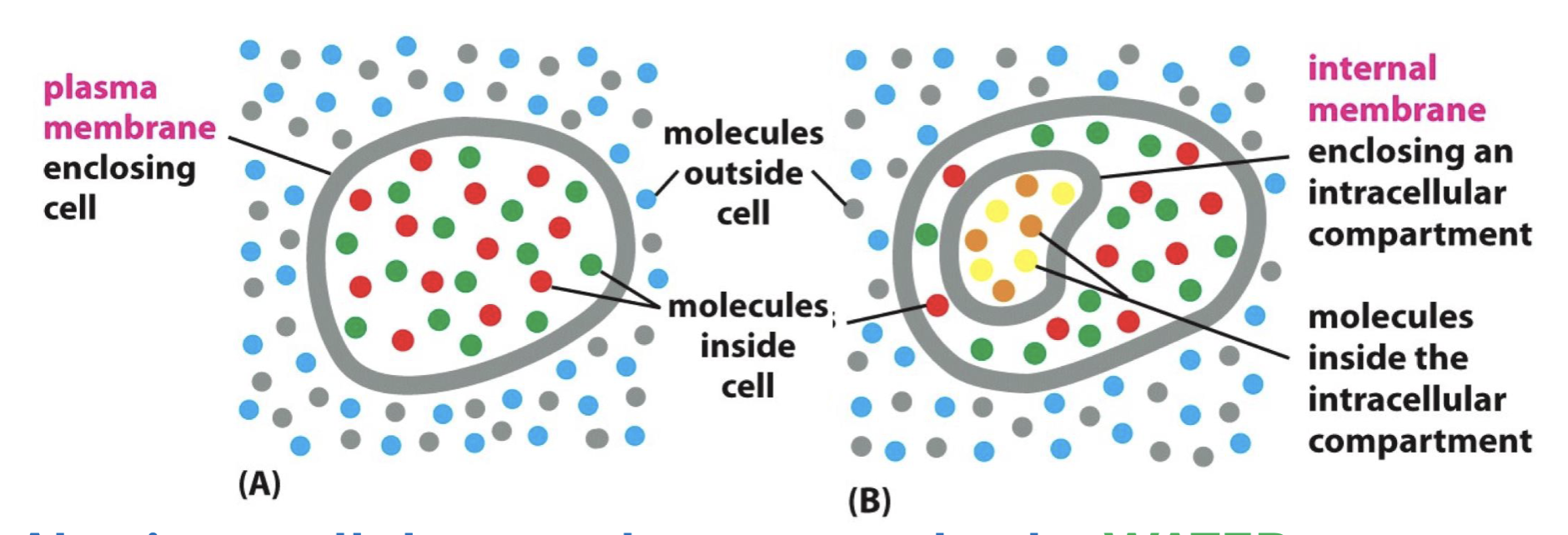 <p>membranes contain + delimit cells</p>