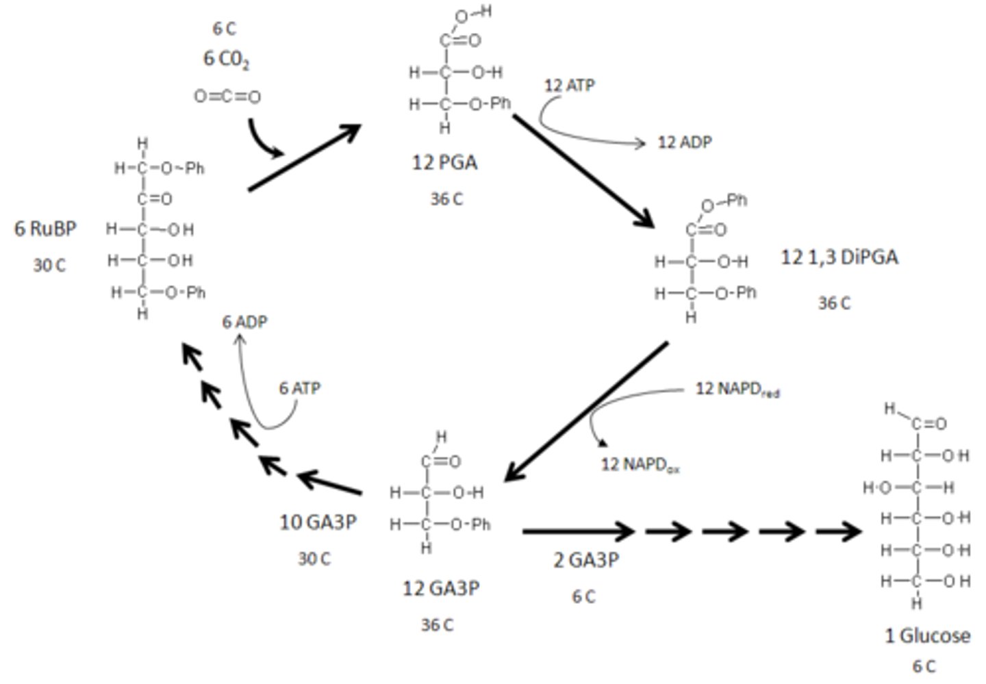 <p>1. Carbon fixation 2. Reduction 3. Regeneration of RuBP.</p>
