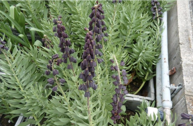 <p>7-20+ flowers on raceme<br>leafy stem 5-30</p>