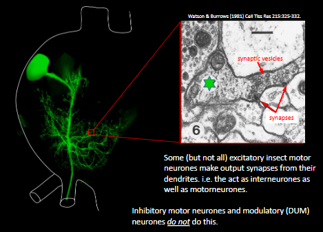 <p>by making output synapses from their dendrites</p>