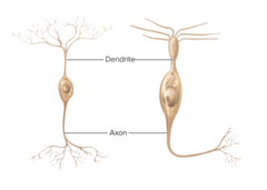 <p>-one axon</p><p>-one dendrite</p><p>-found in olfactory cells, some neurons of retina, sensory neurons in ear</p>