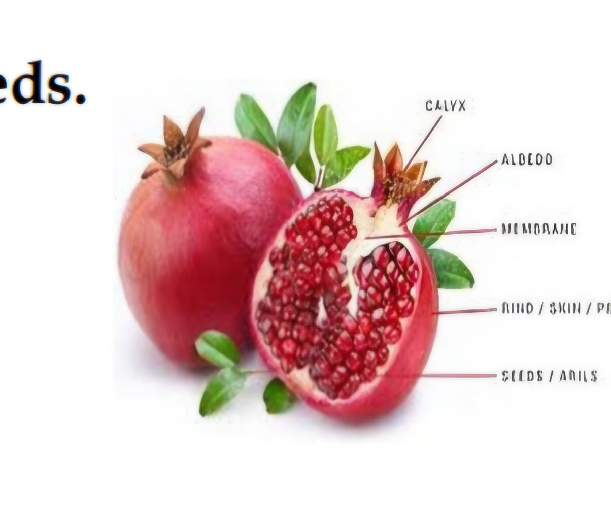 <p>What is this fruit?</p>