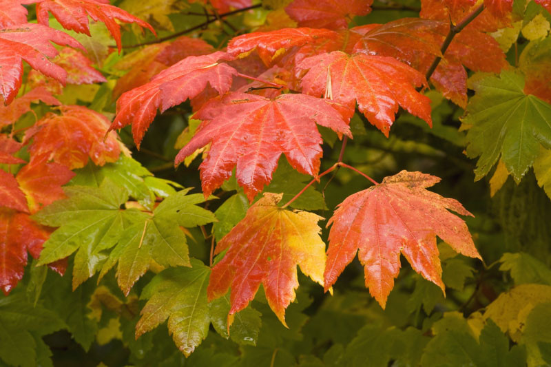 <p>Vine Maple</p>