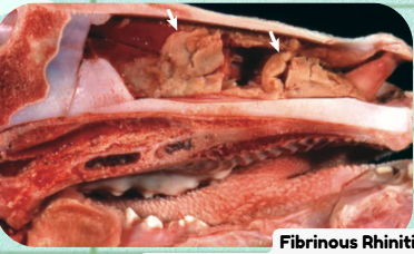 <p>What <strong>nasal cavity inflammation</strong> condition features plasma fibrinogen coagulating into a yellow, tan, or gray rubbery mat over the mucosa?</p>