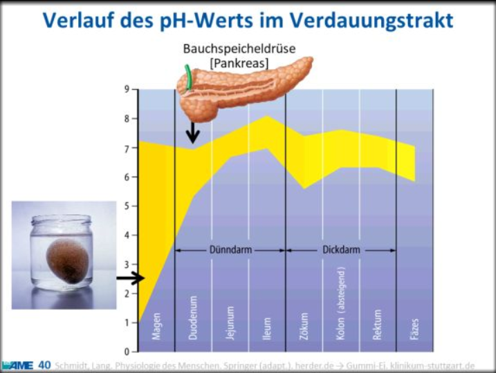 <p><span>pH-Wert nach dem Magen wird durch die Bauspeicheldrüse neutral</span></p>