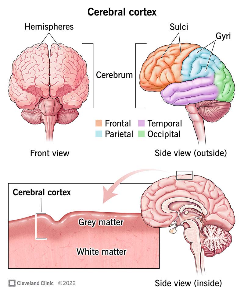 <p><span>The </span><strong>cerebral cortex</strong><span> is the outermost layer of the cerebrum, composed primarily of </span><strong>gray matter</strong></p>