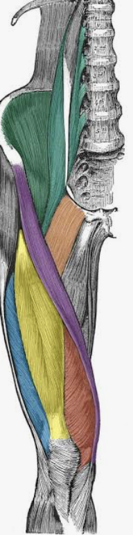 <p>Which muscle is in teal?</p>