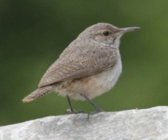 <p>Order: Passeriformes<br>Family: Troglodytidae</p>