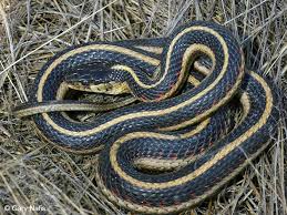 <p>garter snake</p>