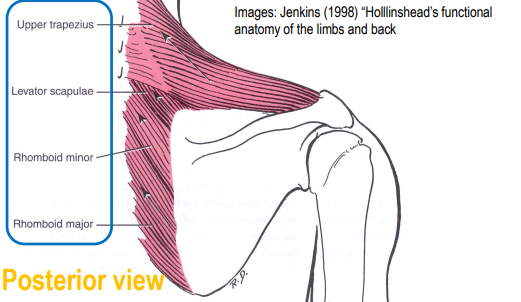 <ol><li><p>upper trapezius</p></li><li><p>levator scapulae</p></li><li><p>rhomboid minor</p></li><li><p>rhomboid major</p></li></ol><p></p>