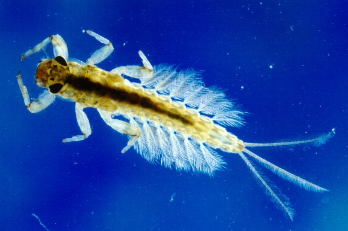 <p><em>“Naiads possess leaf-like abdominal gills”</em></p>