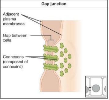 <p><span>Protein channel (connexon) linking adjacent cells to allow direct passage of ions and small molecules.</span></p>