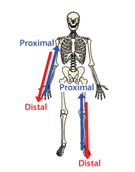 <p>proximal</p>