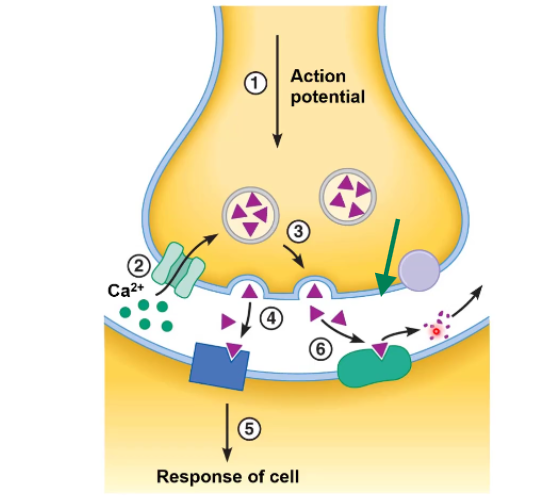 <p>After the neurotransmitter does its job they are broken down by _______ on the postsynaptic cell</p>