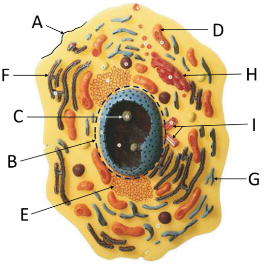 <p>what is d</p>