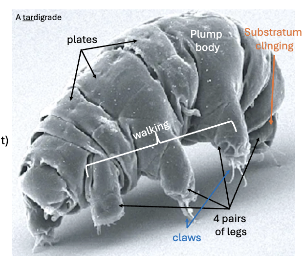 <ul><li><p><strong>CRYPTOBIOSIS</strong></p><ul><li><p>Go into dormant state in response to environmental stress</p><ul><li><p>Able to survive loss of up to 99% of water content</p></li></ul></li></ul></li></ul><p></p>