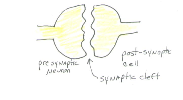 <p>Axon of presynaptic neuron → SYNAPTIC CLEFT →</p><p>dendrite of post synaptic neuron</p>