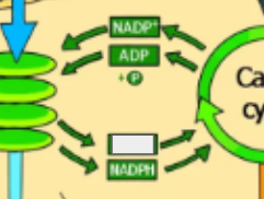 <p>photosynthesis cycle: name the step</p>