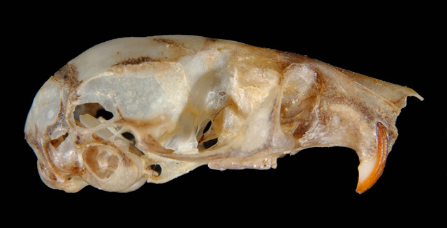 <p>Family Zapodidae Zapus pacificus (western jumping mouse)</p>
